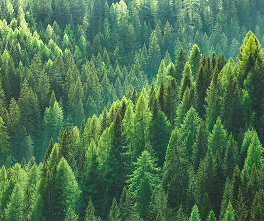 Drohnenaufnahme Wald grüne Bäume Nachhaltigkeit | Holz Gar in Aumühle südlich von München